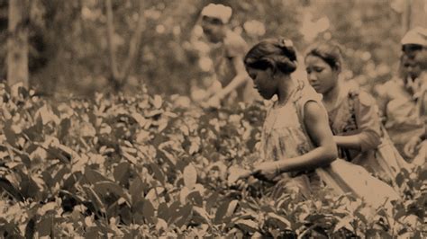 The History Of Assam Tea Remembering Our Roots Ésahtea