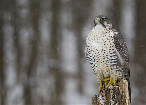 Download Animal Falcon Hd Wallpaper