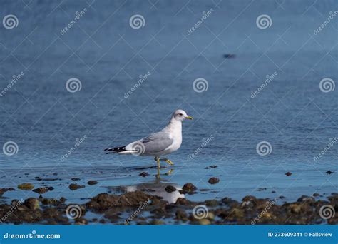 Short-billed Gull Feeding at Seaside Stock Image - Image of dainty ...