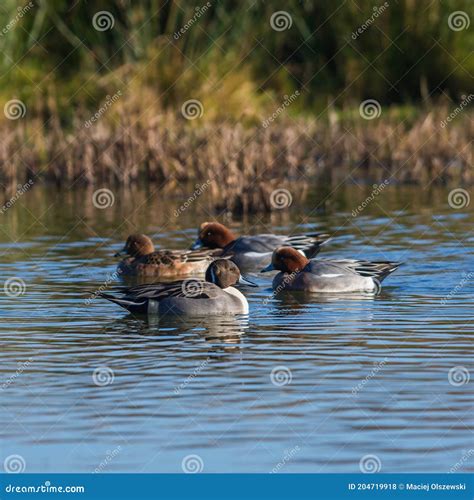 Birds Northern Pintail Anas Acuta 库存照片 图片 包括有 鸟类学 自治权 204719918