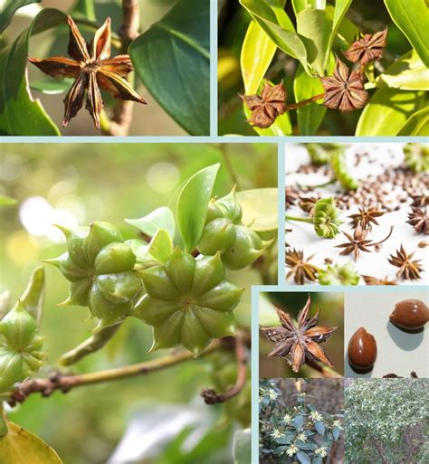 Star Anise Herb Illicium Verum 15 Seeds