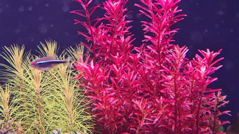 Rotala Blood Red Furniture Home Living Gardening Plants Seeds On