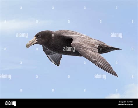 Southern Giant Petrel Macronectes Giganteus Antarctic Giant Petrel