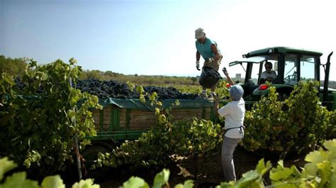 Asaja Estima Un Menos De Producci N Para La Campa A Vitivin Cola En