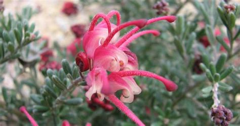 Grevillea Ground Cover New Blood Ground Cover Good