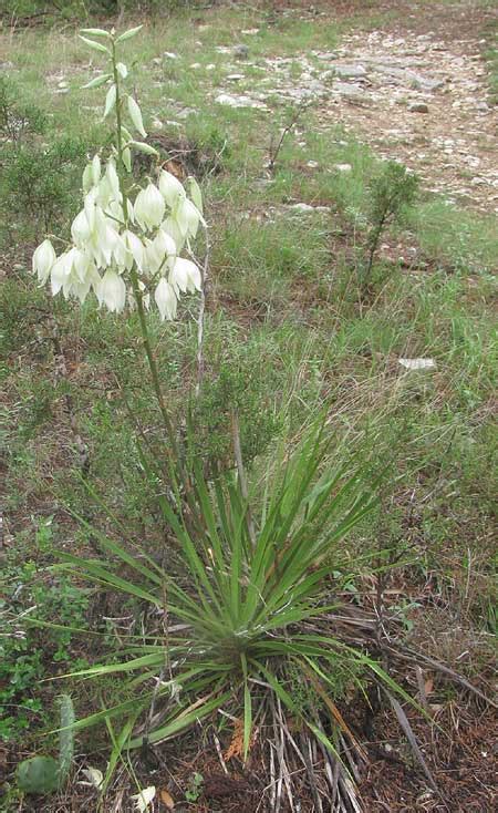 Arkansas Yucca Yucca Arkansana