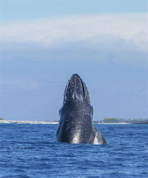 Humpback Whales Near Kona Big Island Photograph By Stuart Westmorland