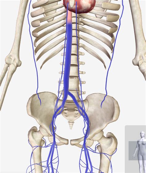 Abdominal And Pelvic Vasculature Veins Diagram Quizlet