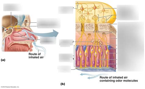 olfactory epithelium Diagram | Quizlet