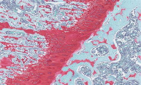 Histology Histologix