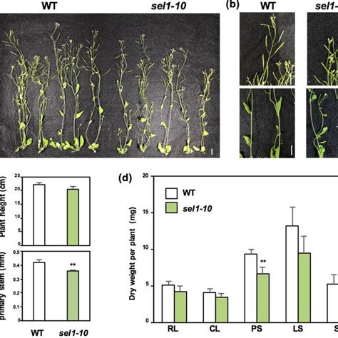 Growth Phenotypes Of Wild Type Wt And Sel1 10 Plants A Wt And