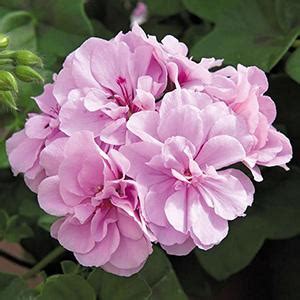 Geranium Ivy Pelargonium Peltatum Royal Lavender Lucas Greenhouses