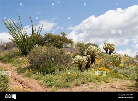 Lost Dutchman State Park in Apache Junction, Arizona Stock Photo - Alamy