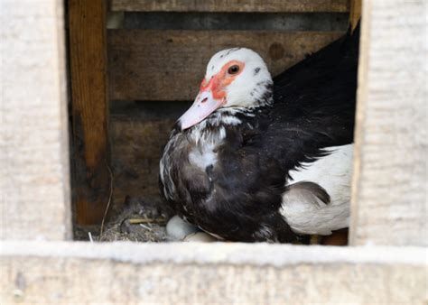 When Do Ducks Start Laying Eggs? - The Happy Chicken Coop