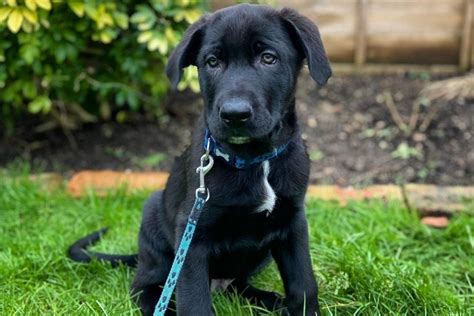 Cane Corso German Shepherd Mix: A Hybrid That Will Fascinate You