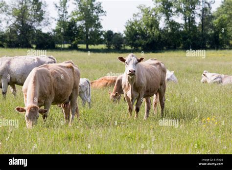 Herd Charolais Hereford Cross Cows Hi Res Stock Photography And Images