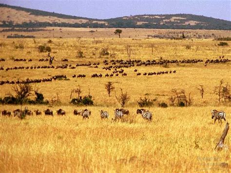 African Savanna Rainy Season - Pets Lovers