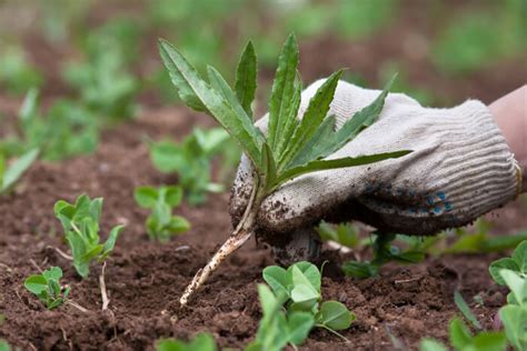 Biologischer Pflanzenschutz Im Garten Pineca De