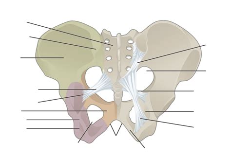 Diagram Of Pelvis Diagram 2 Quizlet