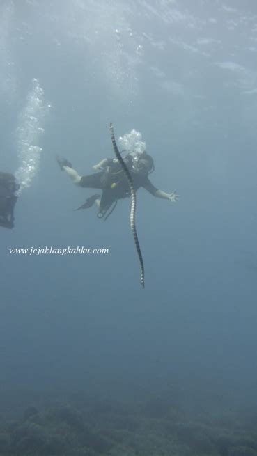 Disambut Ular Laut Saat Diving Di Gili Air Lombok Kukejar Kau