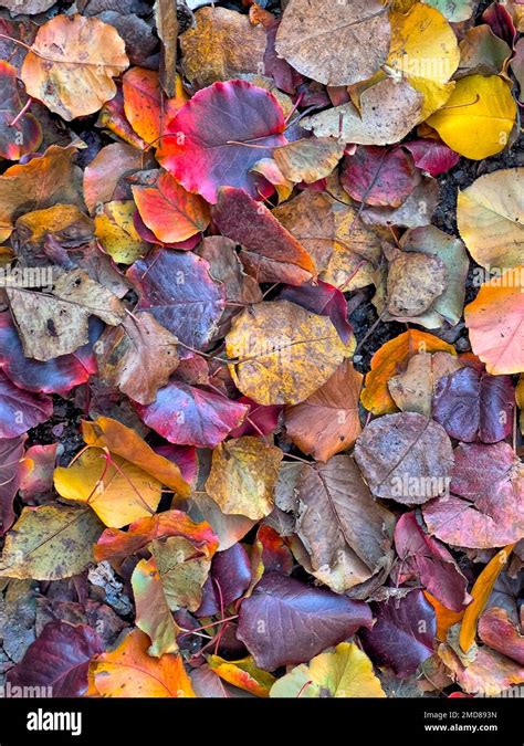 Autumn fall foliage in forest Stock Photo - Alamy