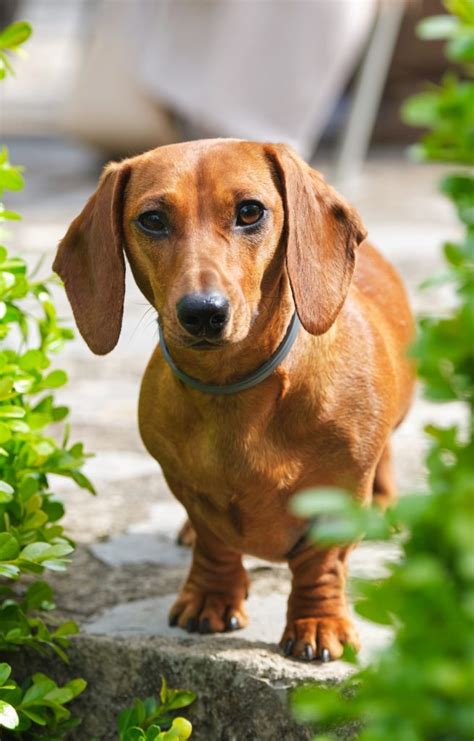 Dachshund Owners Guide Greencross Vets