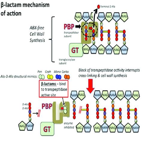 Beta Lactam Antibiotics Mechanism Of Action