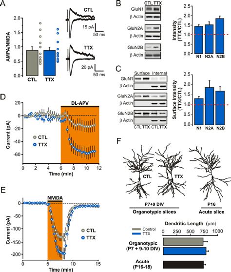 Homeostatic Upregulation Of Surface Nmdars In Ca Pyramidal Neurons In