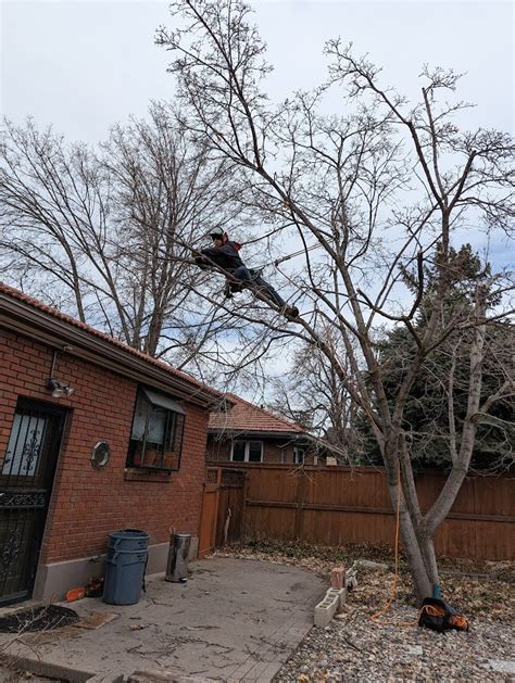 Integrated Tree Pros Salt Lake City S Tree Removal And Trimming Experts Fast Reliable And