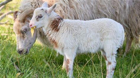 Deutschland Seltene Kreuzung Aus Schaf Und Ziege Schiege Geboren