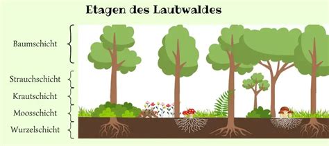 Laubwald Alles Was Du Ber Das Kosystem Wissen Musst