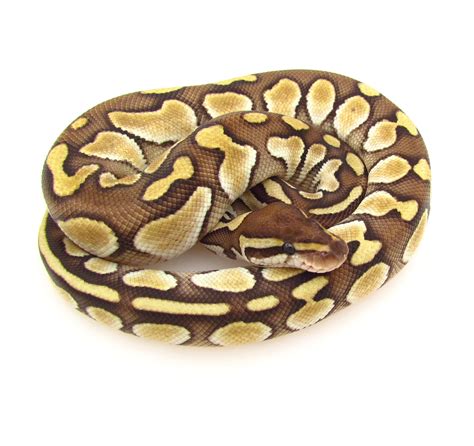 050 | SnakesnAdders SA