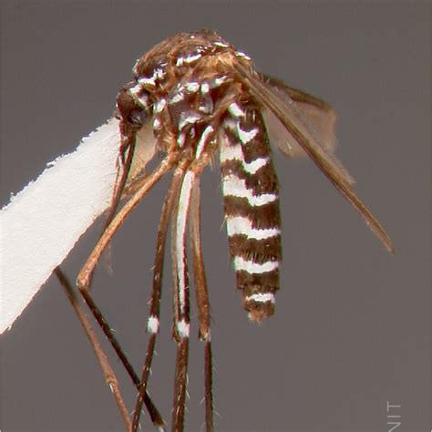 Culex quinquefasciatus Say, 1823 | Walter Reed Biosystematics Unit (WRBU)