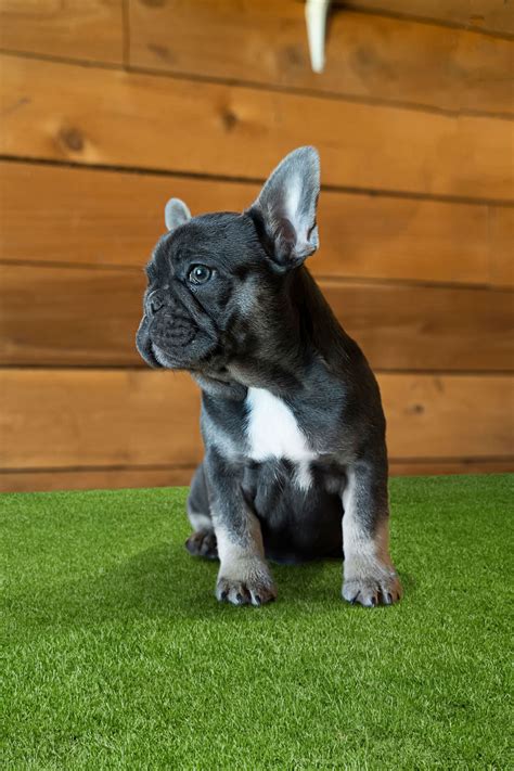 Available Puppies - Bradford Frenchie Farm