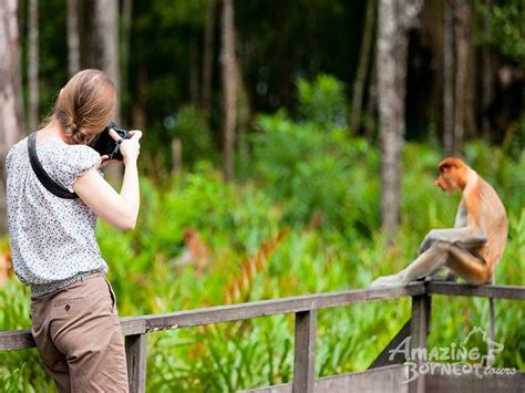 Sepilok Orang Utan Centre And Labuk Bay Proboscis Monkey Sanctuary