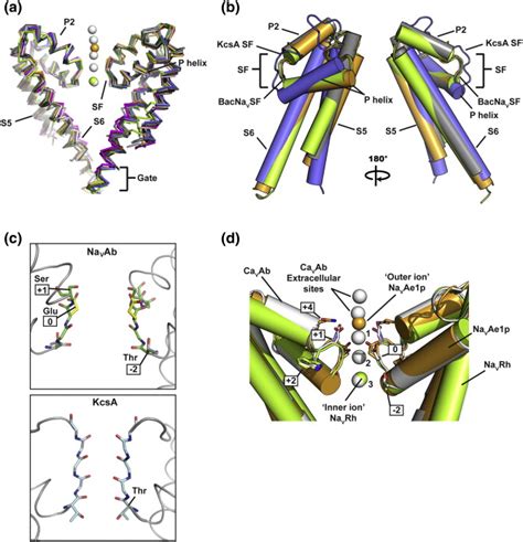 Comparisons Of Bacnav Pd Structures And Ion Binding Sites A Ribbon