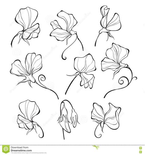 Sweet Peas Vector Floral Set Flowers Stock Illustration