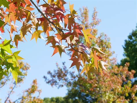 【葛飾区】紅葉がいち早く始まる！「モミジバフウ」が鮮やかに染まる水元公園の隠れた紅葉スポット（asa24） エキスパート Yahooニュース