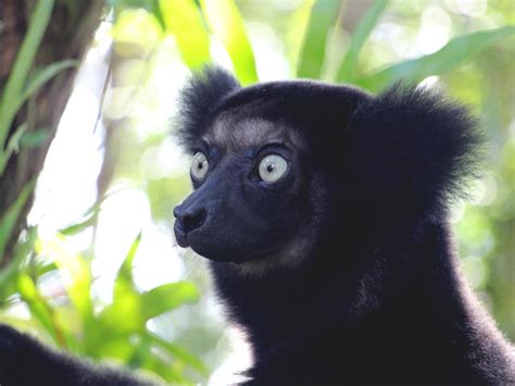 Madagaskar Erlebnisreise Mit Oder Ohne Besuch Tsingy Berge Meer