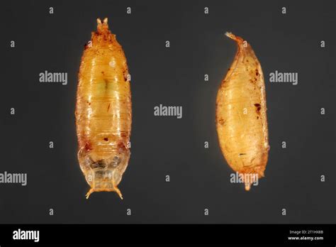 Vinegar Fly Fruit Fly Drosophila Melanogaster Pupa In Various Shots Isolated On A Dark