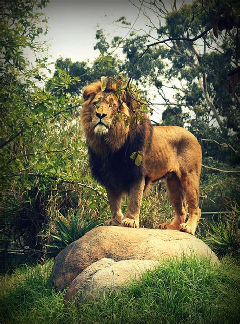 King Of The Animals At Perth Zoo Western Australia Flickr Photo