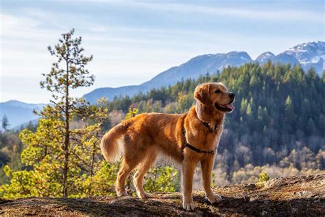 Voici Les Races De Chien Qui Vont Beaucoup Sattacher Leur Ma Tre