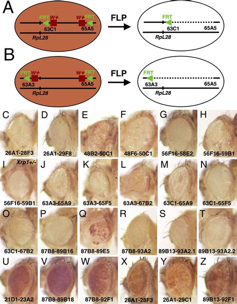 Figures And Data In Cell Competition Removes Segmental Aneuploid Cells