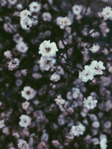 Flower Aesthetic Tumblr Wallpapers - Top Free Flower Aesthetic Tumblr Backgrounds - WallpaperAccess