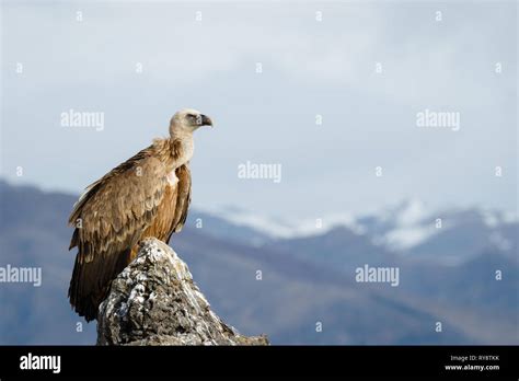 Vautour Fauve Gyps Fulvus Perché Sur Un Rocher En Pyrénées