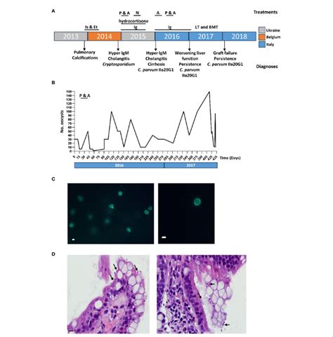 Chronic Cryptosporidiosis Confirmed In A Patient With Severe Cd40l Download Scientific Diagram