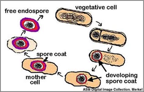 Spore Forming Bacteria แบคทีเรียที่สร้างสปอร์ Food Wiki Food