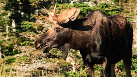 Sex Specific Moose Licences Considered By Natural Resources Cbc News