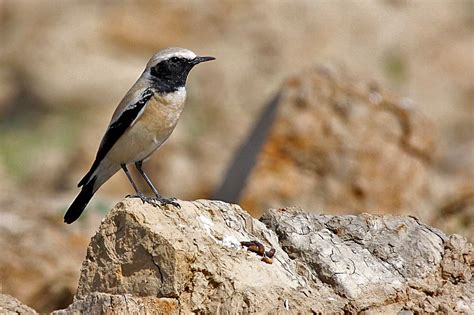 Desert Wheatear | BirdForum