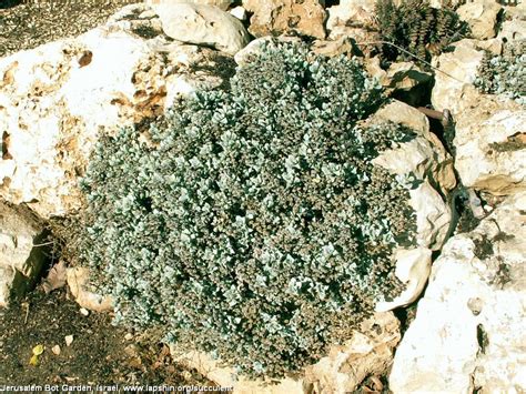 Succulent Atlas - Peter Lapshin